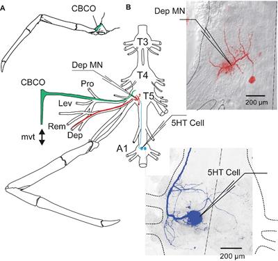 Duality of 5-HT Effects on Crayfish Motoneurons